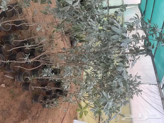 مشتل الجوهرة نجيل طببعي وصناعي اشجار زينه وفواكه 31