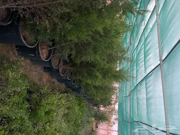 مشتل الجوهرة نجيل طببعي وصناعي اشجار زينه وفواكه 37
