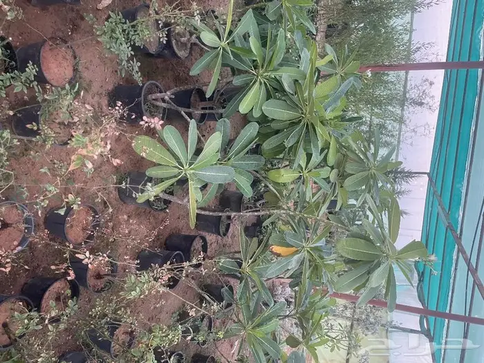 مشتل الجوهرة نجيل طببعي وصناعي اشجار زينه وفواكه 36