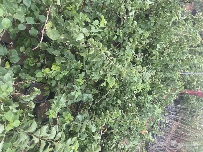 مشتل الجوهرة نجيل طببعي وصناعي اشجار زينه وفواكه 38