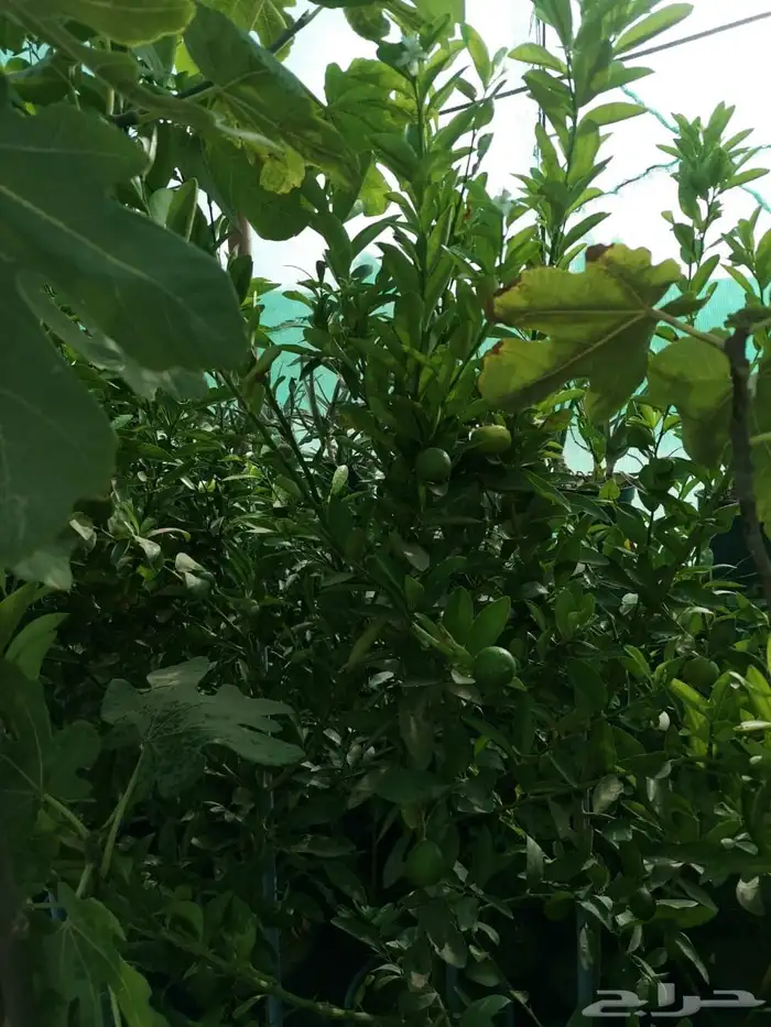 شتلات منوعه 12