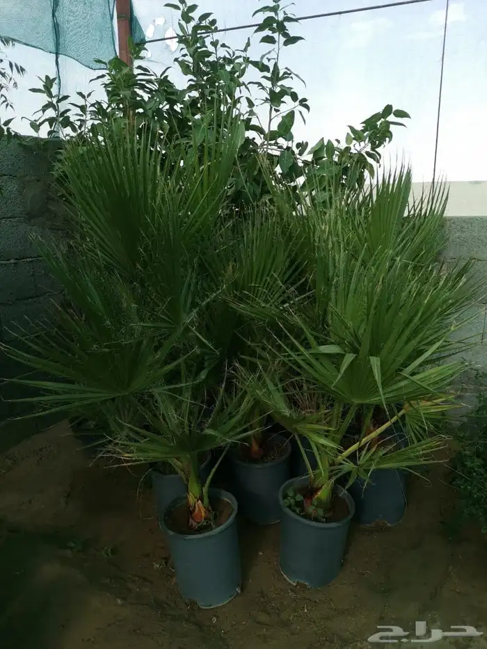 شتلات منوعه 10