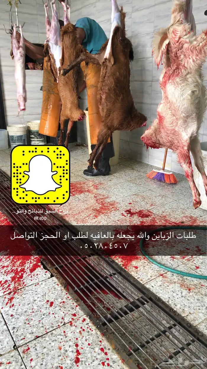 خرفان وتيوس ( ذبح وتوصيل) 12