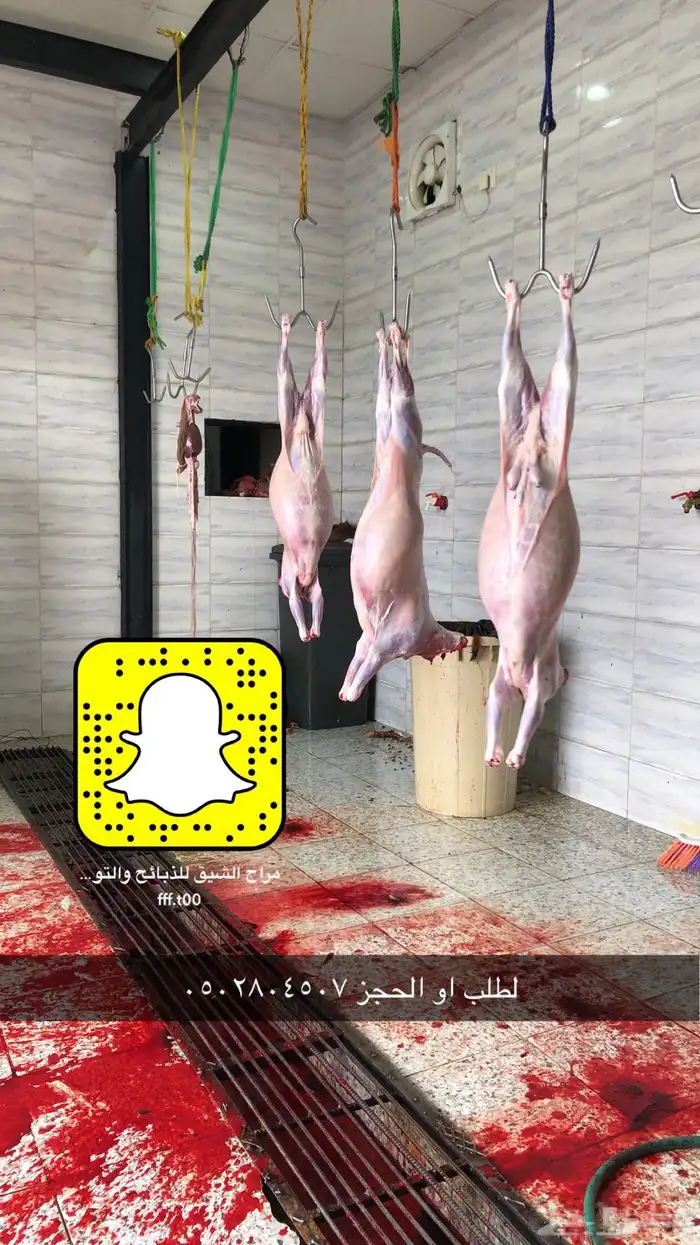 خرفان وتيوس ( ذبح وتوصيل) 13