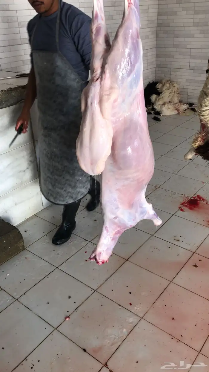 خرفان وتيوس ( ذبح وتوصيل) 1