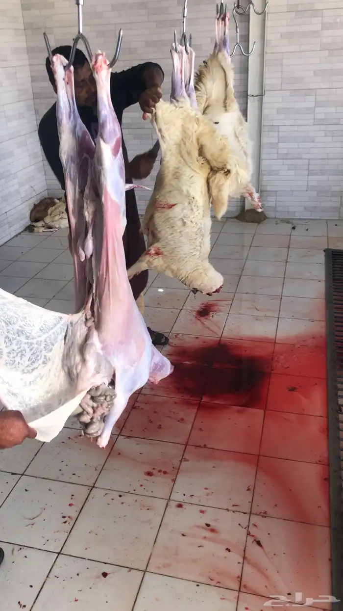 خرفان وتيوس ( ذبح وتوصيل) 6