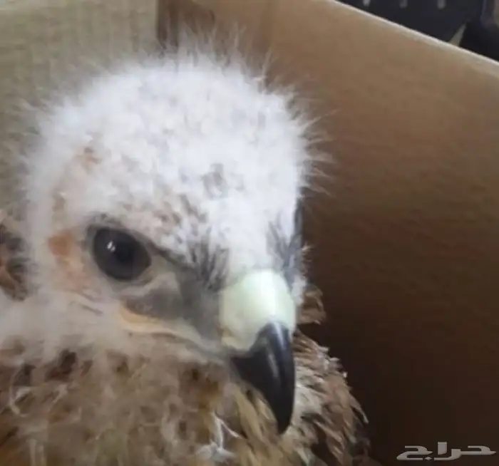 مطلوب عقاب 0