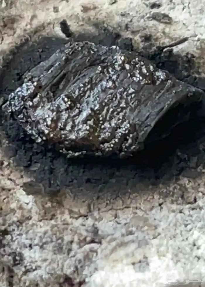 عوود بنقالي مسامير 1