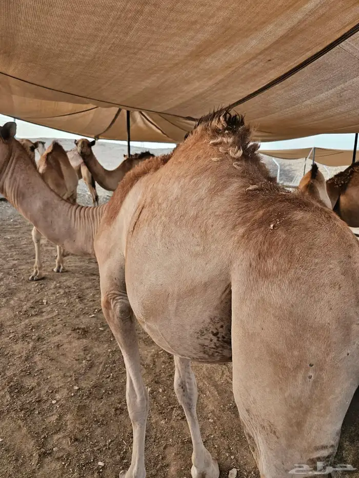 للبيع قعدان مرابي طيبة 3