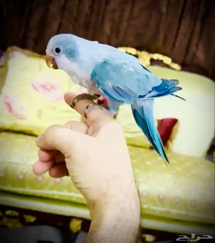 ببغاء كويكر دايلوت ( تم البيع الله يبارك لشاري ) 0