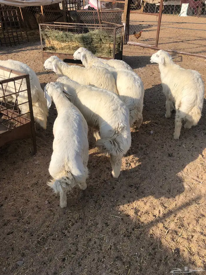 خرفان وتيوس ( ذبح وتوصيل) 14