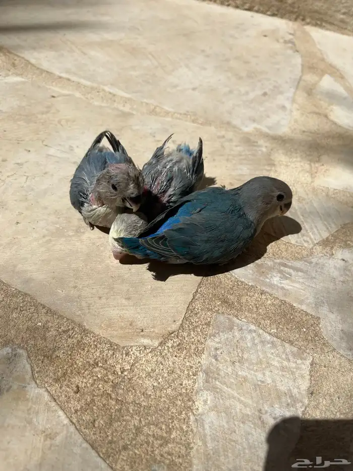 فروخ روز غر الخرج 2