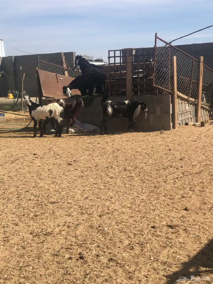 خرفان وتيوس ( ذبح وتوصيل) 8