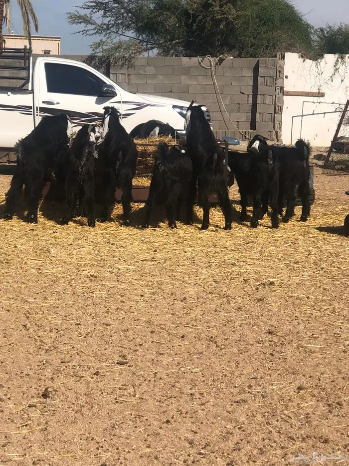 خرفان وتيوس ( ذبح وتوصيل) 7