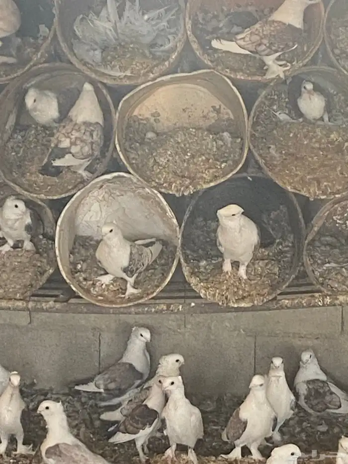 حمام حب رمان 2