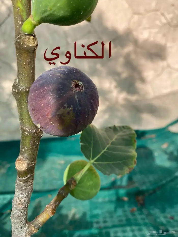 شتلات تين انواع مختلفة 7