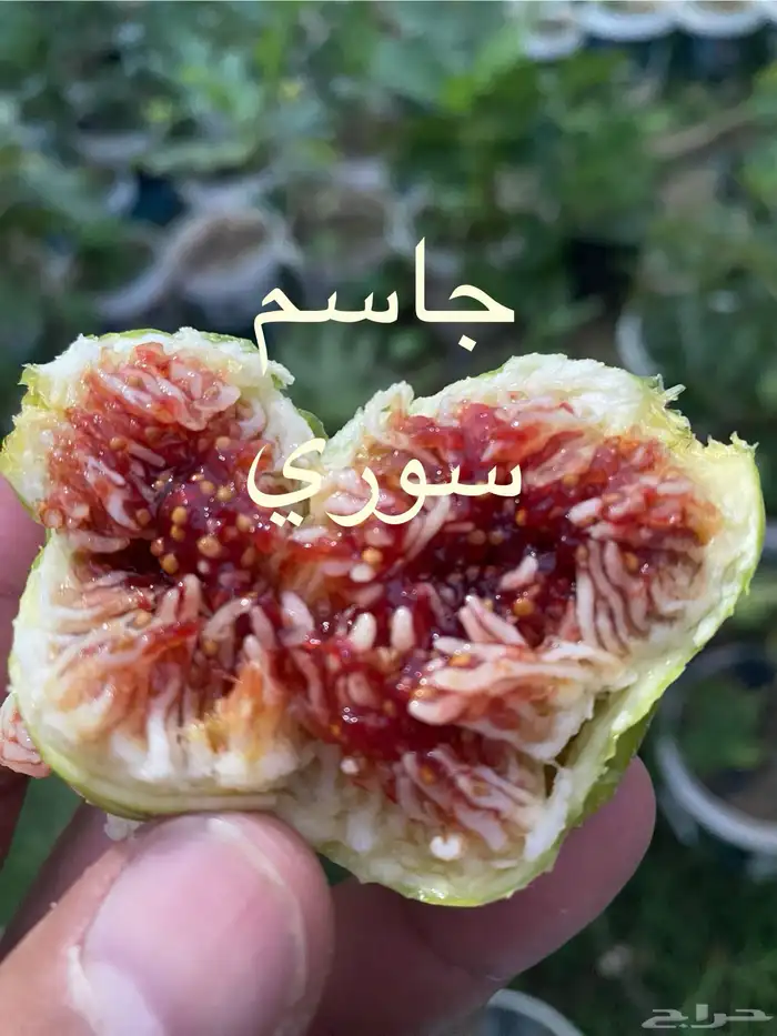شتلات تين انواع مختلفة 3