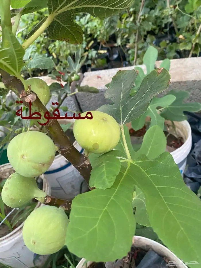 شتلات تين انواع مختلفة 0