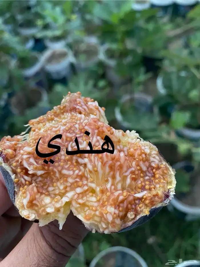 شتلات تين انواع مختلفة 4