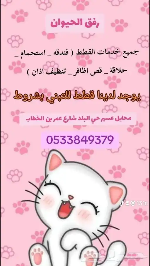 فندقه قطط   طيور 2