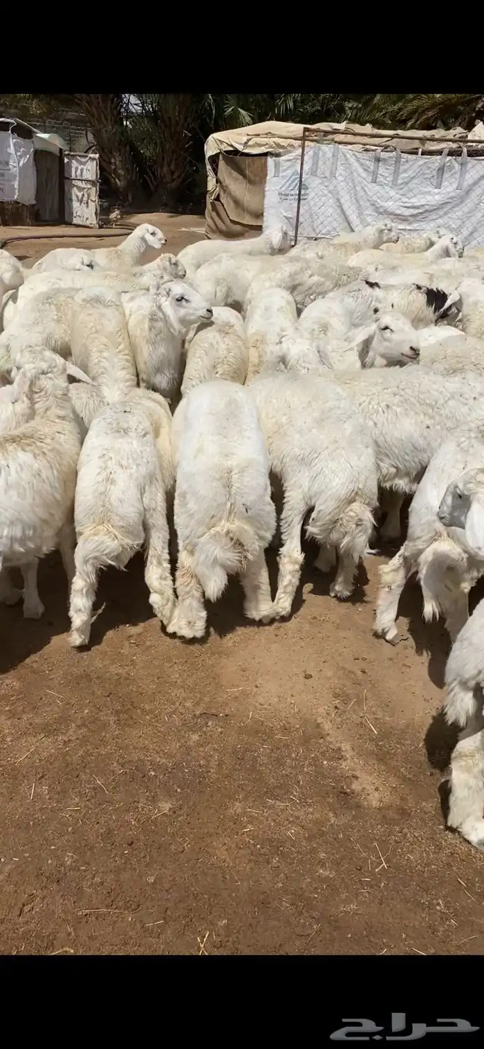 خرفان وتيوس ( ذبح وتوصيل) 17