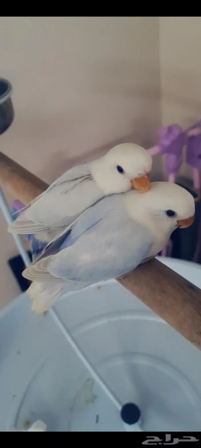 زوج روز فاخر منتج 3