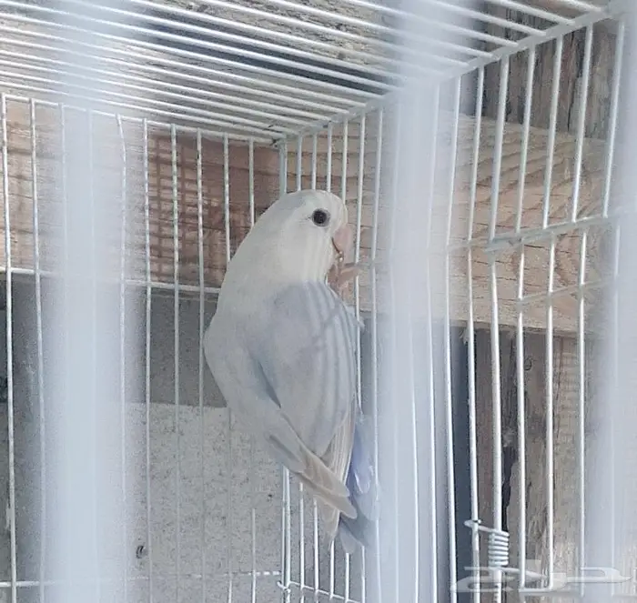 زوج روز فاخر منتج 1