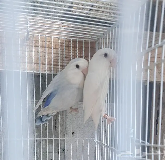 زوج روز فاخر منتج 0