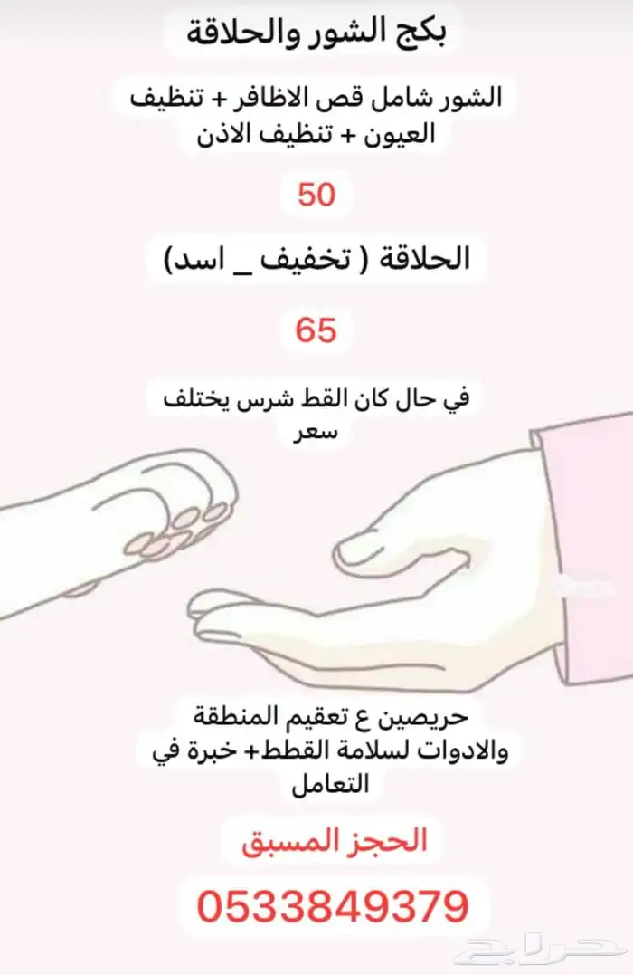 فندقه قطط   طيور 1