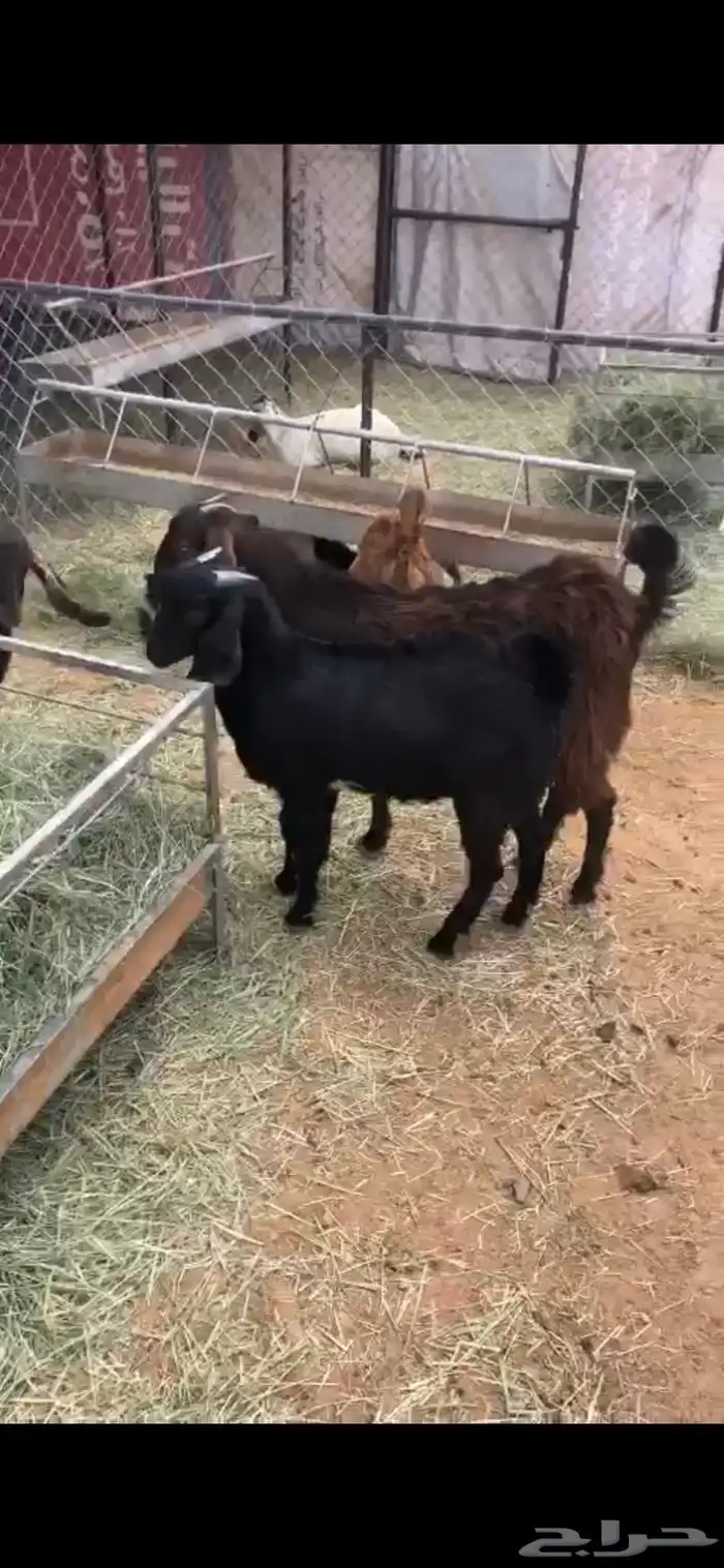 خرفان وتيوس ( ذبح وتوصيل) 2