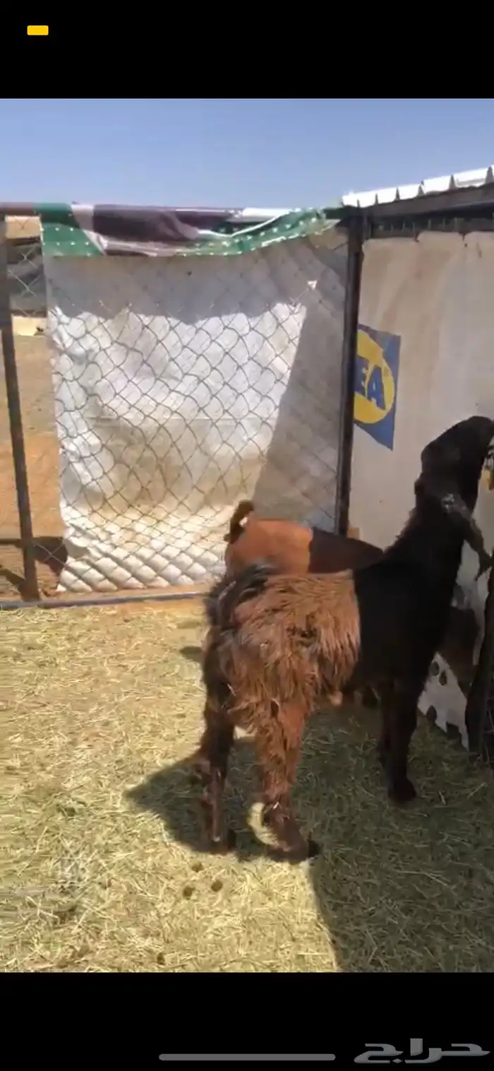 خرفان وتيوس ( ذبح وتوصيل) 3