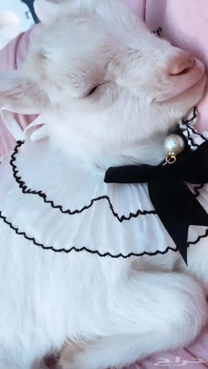 الماعز القزم ماعز قزم صغير 5