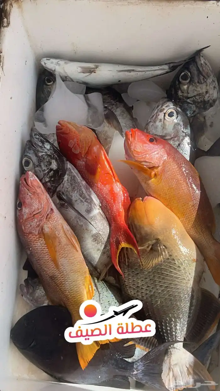 قارب صيد الرايس 11