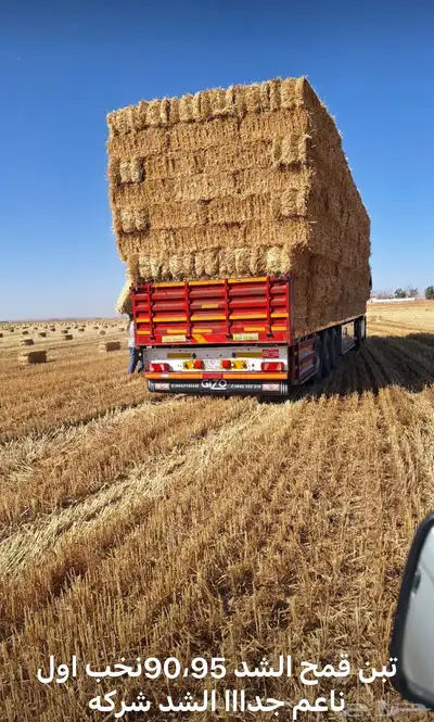 ذره جيزانيه. وذره شاميه 2
