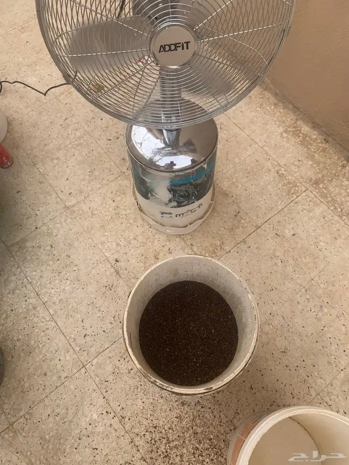بذور سلم 2