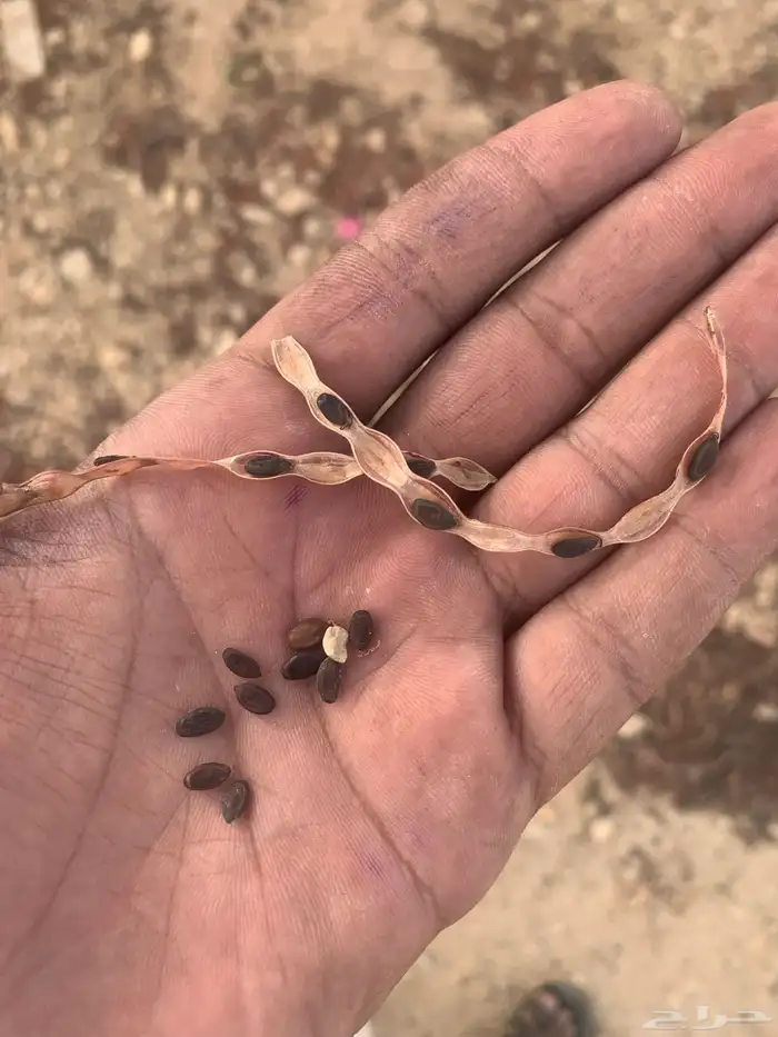 بذور سلم 0