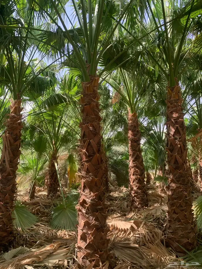 واشنطن زينه 8