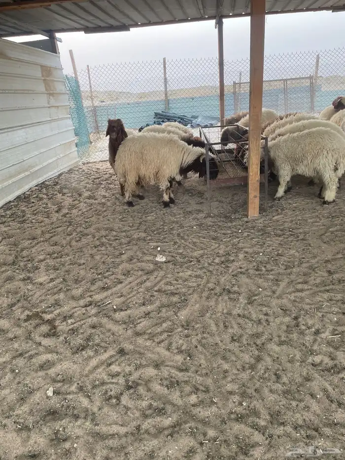 ذبايح نعيمي بلدي وتيوس بلدي مع الذبح والتغليف والتوصيل 0