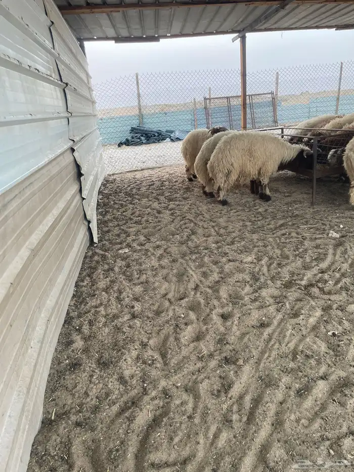 ذبايح نعيمي بلدي وتيوس بلدي مع الذبح والتغليف والتوصيل 1