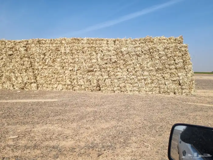 ذره جيزانيه. وذره شاميه 7
