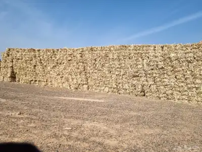 ذره جيزانيه. وذره شاميه 4
