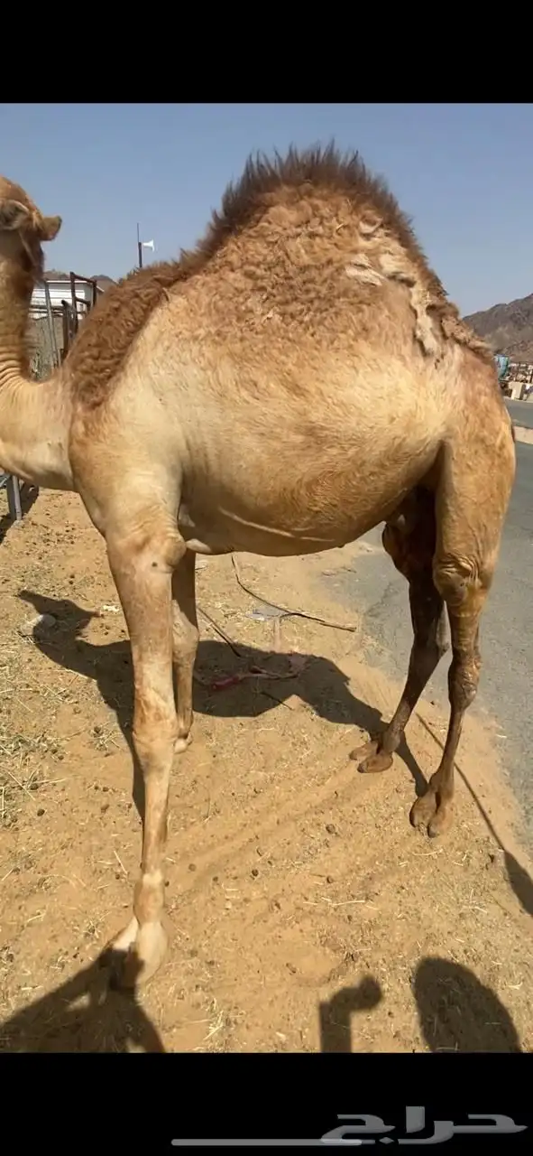 للبيع القعدان الكفو للمبادي وزواجات 2