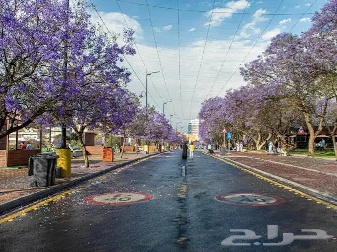 مرشد سياحي ابها 0