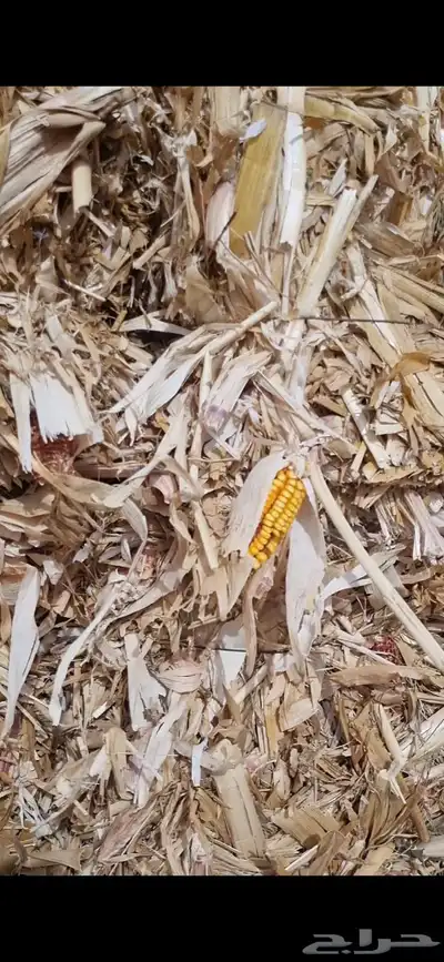 ذره جيزانيه. وذره شاميه 5