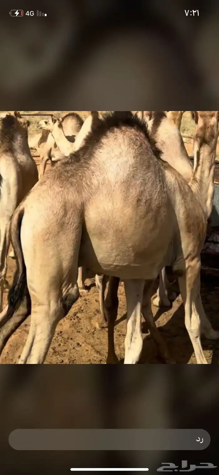 للبيع القعدان الكفو للمبادي وزواجات 3