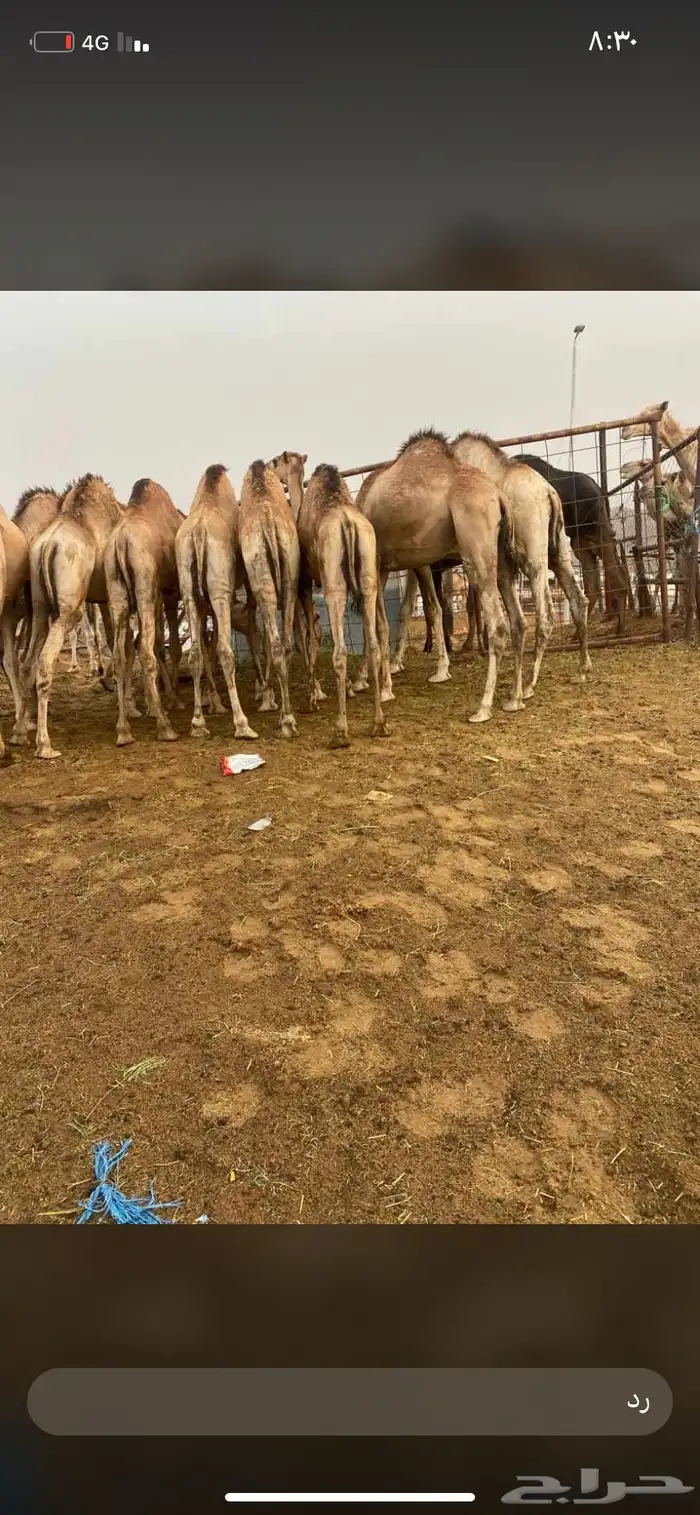 للبيع القعدان الكفو للمبادي وزواجات 0