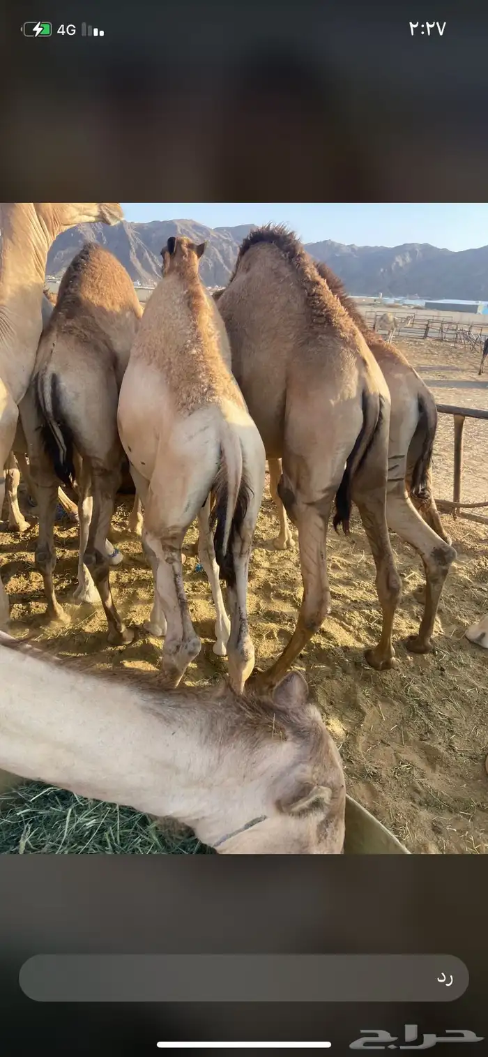 للبيع القعدان الكفو للمبادي وزواجات 1