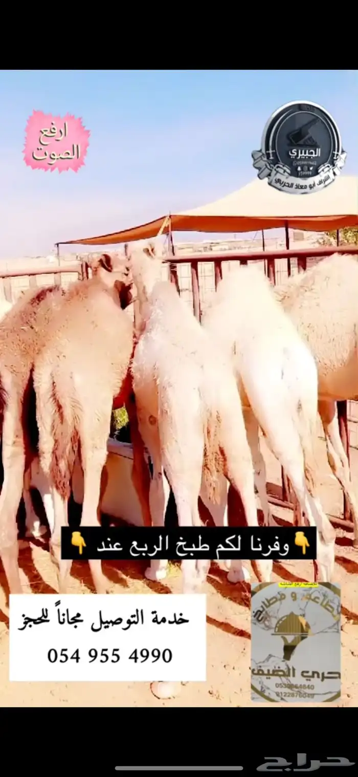حوار حليب وعليه عرض ومتوفر خدمة الطبخ 3