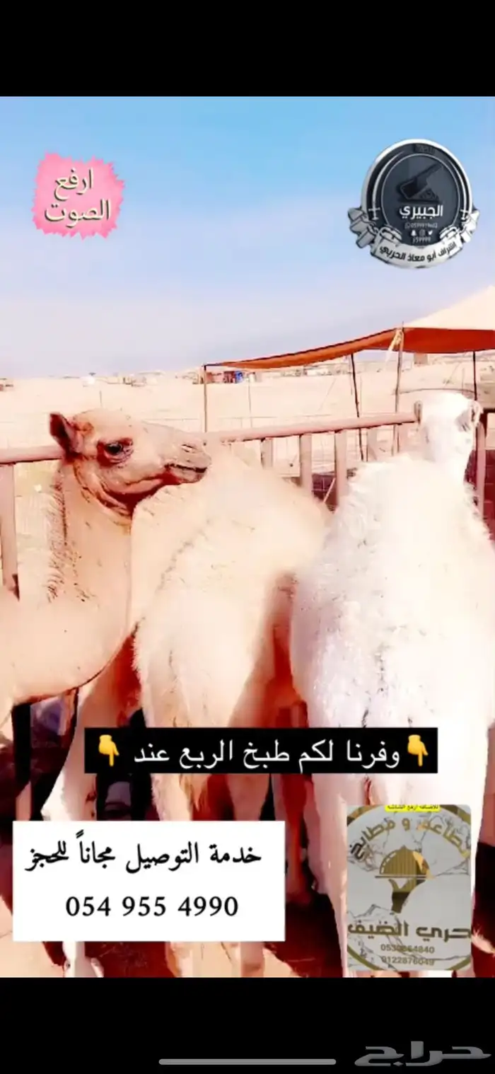 حوار حليب وعليه عرض ومتوفر خدمة الطبخ 5