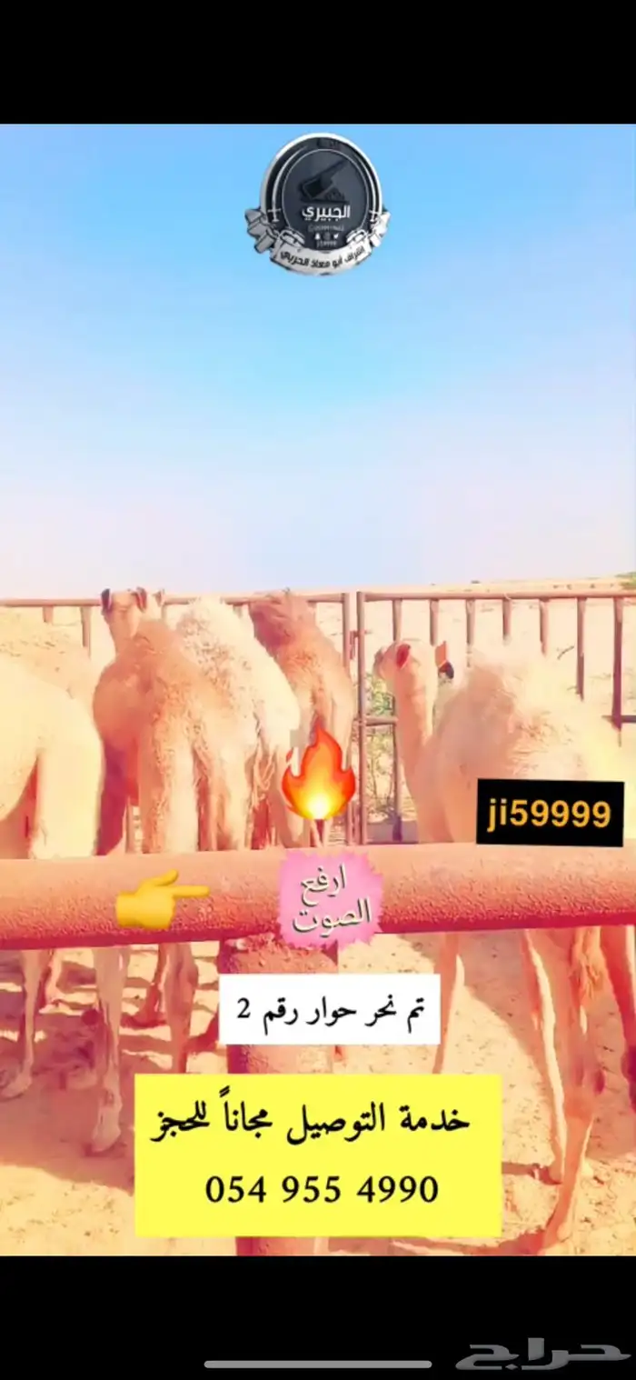 حوار حليب وعليه عرض ومتوفر خدمة الطبخ 4